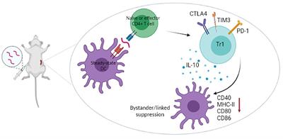 Induction of Tolerance to Therapeutic Proteins With Antigen-Processing Independent T Cell Epitopes: Controlling Immune Responses to Biologics